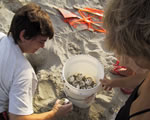 Folly Beach Turtle Watch Program